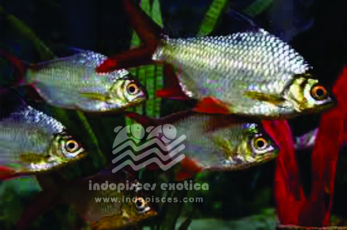 Barbodes Schwanenfeldii